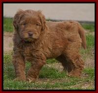 Penny Champion pups 6 wks old 91