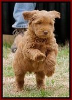 Penny Champion pups 7 wks old 131