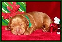 Penny Champion pups 1 week old 101