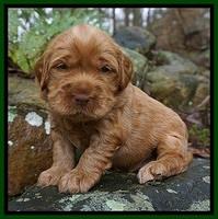 Penny Champion pups 3 wks old 91