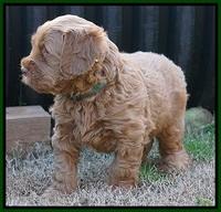 Penny Champion pups 5 wks old 101