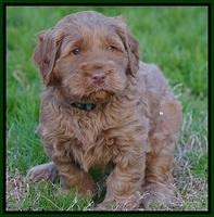 Penny Champion pups 5 wks old 131