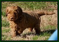 Penny Champion pups 6 wks old 171