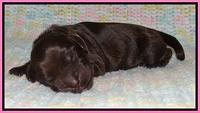 Penny Champ newborn pups 71