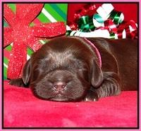 Penny Champion pups 1 week old 111