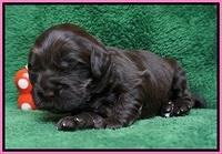 Penny Champion pups 2 wks old 111