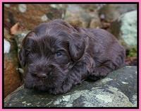 Penny Champion pups 3 wks old 121