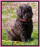 Penny Champion pups 6 wks old 211