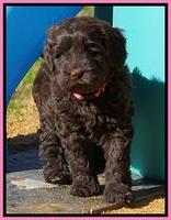 Penny Champion pups 6 wks old 261