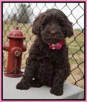 Penny Champion pups 7 wks old 231