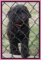 Penny Champion pups 7 wks old 251