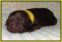 Penny Champ newborn pups 91
