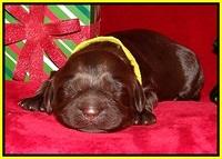Penny Champion pups 1 week old 171