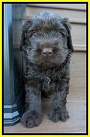 Penny Champion pups 4 wks old 151