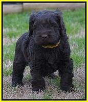 Penny Champion pups 5 wks old 181