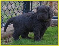 Penny Champion pups 5 wks old 191