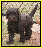 Penny Champion pups 7 wks old 271