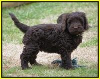 Penny Champion pups 7 wks old 311