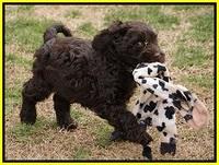 Penny Champion pups 7 wks old 451