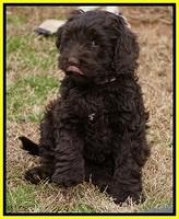 Penny Champion pups 7 wks old 461