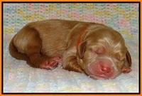 Penny Champ newborn pups 101