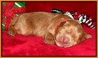 Penny Champion pups 1 week old 181