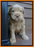 Penny Champion pups 4 wks old 171