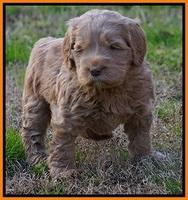 Penny Champion pups 5 wks old 211