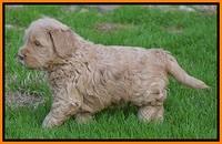 Penny Champion pups 5 wks old 241