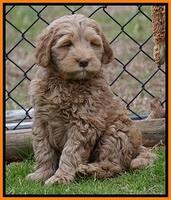 Penny Champion pups 7 wks old 361