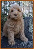 Penny Champion pups 8 wks old 2 81