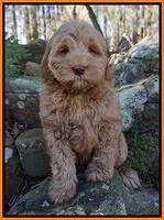 Penny Champion pups 8 wks old 2 91