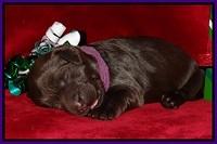 Penny Champion pups 1 week old 201