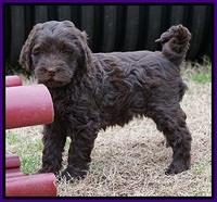 Penny Champion pups 7 wks old 401