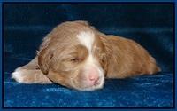 Calla Flicker pups 2 wks old #2 005