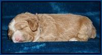 Calla Flicker pups 2 wks old 1 001