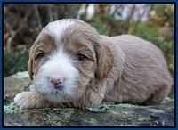 Calla Flicker pups 3 wks old 31