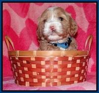Calla Flicker pups 4 wks old 41
