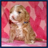 Calla Flicker pups 4 wks old 51