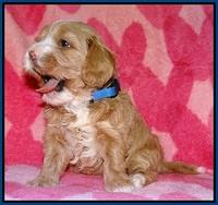 Calla Flicker pups 4 wks old 71