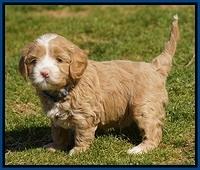 Calla Flicker pups 4.5 wks old 41