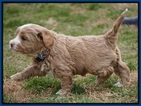 Calla Flicker pups 5 wks old 210
