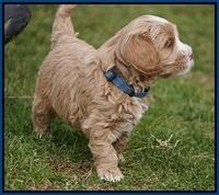 Calla Flicker pups 5 wks old 410