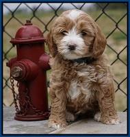 Calla Flicker pups 6 wks old 1 058
