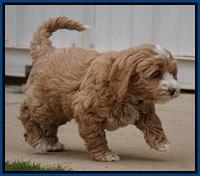 Calla Flicker pups 7 wks old 61