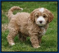 Calla Flicker pups 7 wks old 81