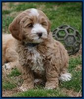 Calla Flicker pups 7 wks old 91