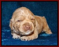 Calla Flicker pups 2 wks old #2 011