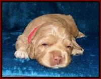 Calla Flicker pups 2 wks old #2 013