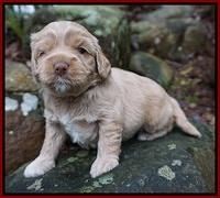 Calla Flicker pups 3 wks old 111